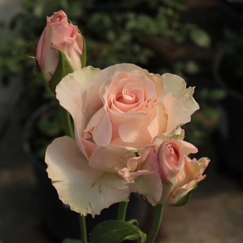 Gärtnerei - Rosa Csini Csani - rosa - teehybriden-edelrosen - diskret duftend - Márk Gergely - -